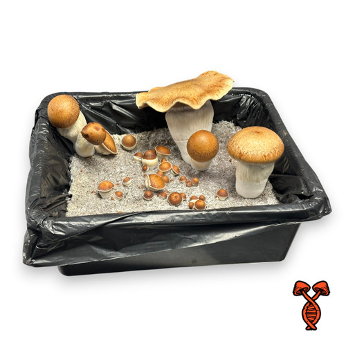 Sasquatch Psilocybe Cubensis