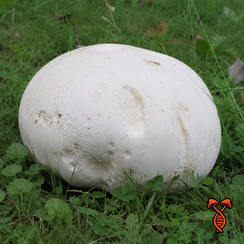 Giant Puffball mushroom in grass