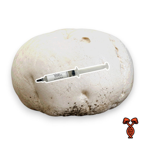 Giant Puffball Mushroom Liquid Culture Syringe