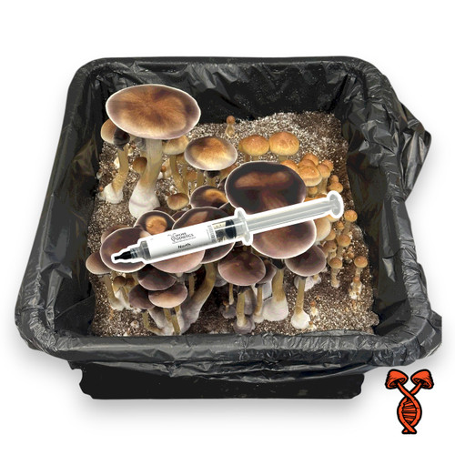 North Spore Syringe 10cc - Psilocybe cubensis spores from Spore Genetics