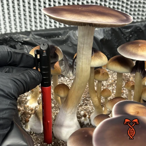 North Spore mushroom with a tall thick stem next to a marker for scale - Thai Psilocybe cubensis
