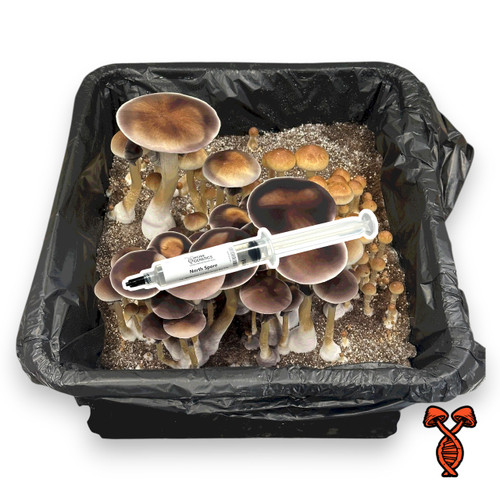 North Spore Isolated Spore Syringe 10cc - stabilized Psilocybe cubensis isolate from Spore Genetics