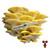 Golden Oyster 10cc Liquid Culture Syringe