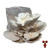 Pearl Oyster Mushrooms Front View