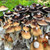 B+ Psilocybe Cubensis