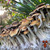 Amazonian Mushrooms