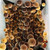 McKennaii Psilocybe Cubensis Spores
