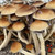 Malabar Coast Psilocybe Cubensis