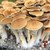 Pink Buffalo Psilocybe Cubensis