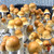 Penis Envy Mushroom Spores