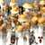 Penis Envy Mushrooms