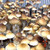 African Transkei Magic Mushroom Spores