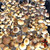 African Transkei Psilocybe Cubensis Mushrooms