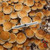 Mexican Dutch King (MDK) Isolated 10cc Spore Syringe