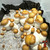 Penis Envy+ isolated psilocybe cubensis spores
