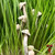 Panaeolus Cyanescens Estero Magic Mushrooms
