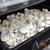 Albino Bluey Vuitton cubensis spores