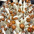 MVP Psilocybe Cubensis