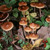 psilocybe azurescens