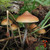 psilocybe azurescens flying saucers mushrooms psilocybe azurescens flying saucers mushrooms