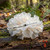 Snow Fungus Tremella fuciformis