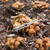 Psilocybe Caerulescens Isolated Spore Syringe (copy)