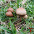 Psilocybe Subtropicalis mushrooms