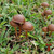 Psilocybe Subtropicalis mushroom spores