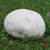 Giant Puffball mushroom in grass