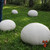 Giant Puffball mushroom size comparison