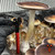 North Spore isolate mushroom with a tall thick stem next to a marker for scale - Thai Psilocybe cubensis