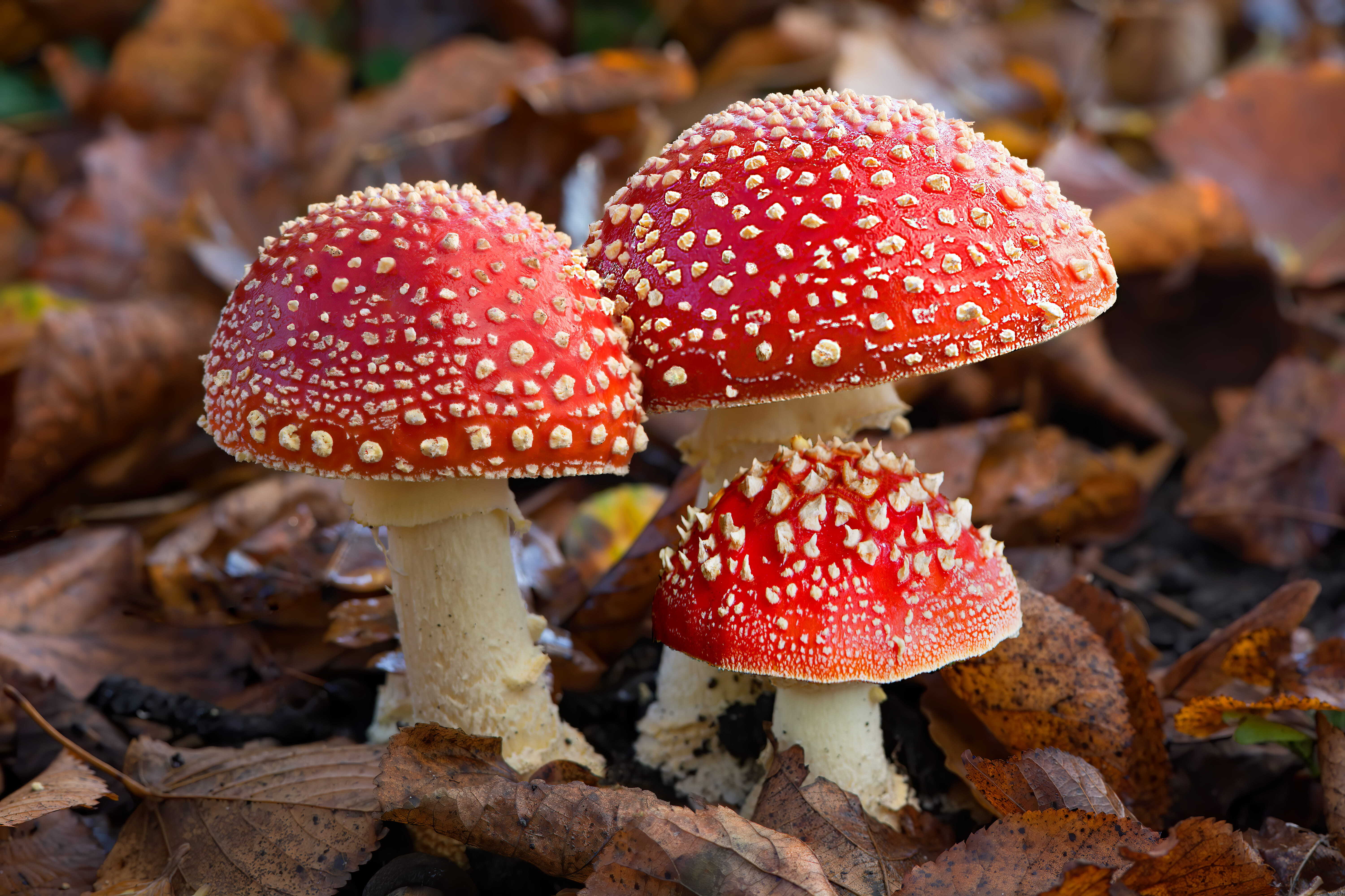 Amanita Muscaria Guide