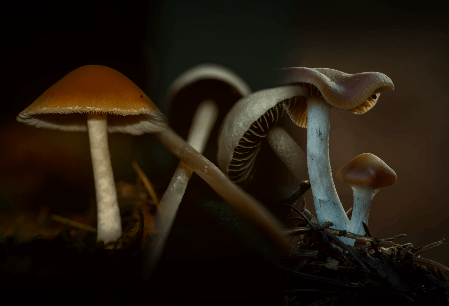 Exotic & Wood-Lover Species Guides