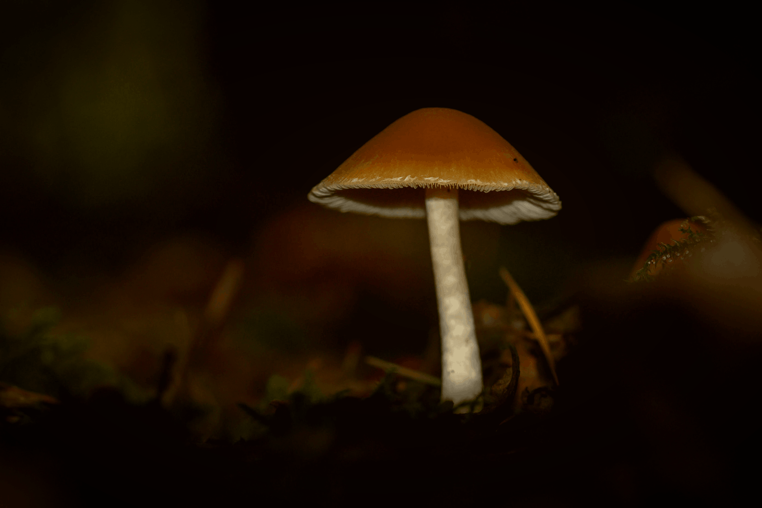 Psilocybe Azurescens Guide