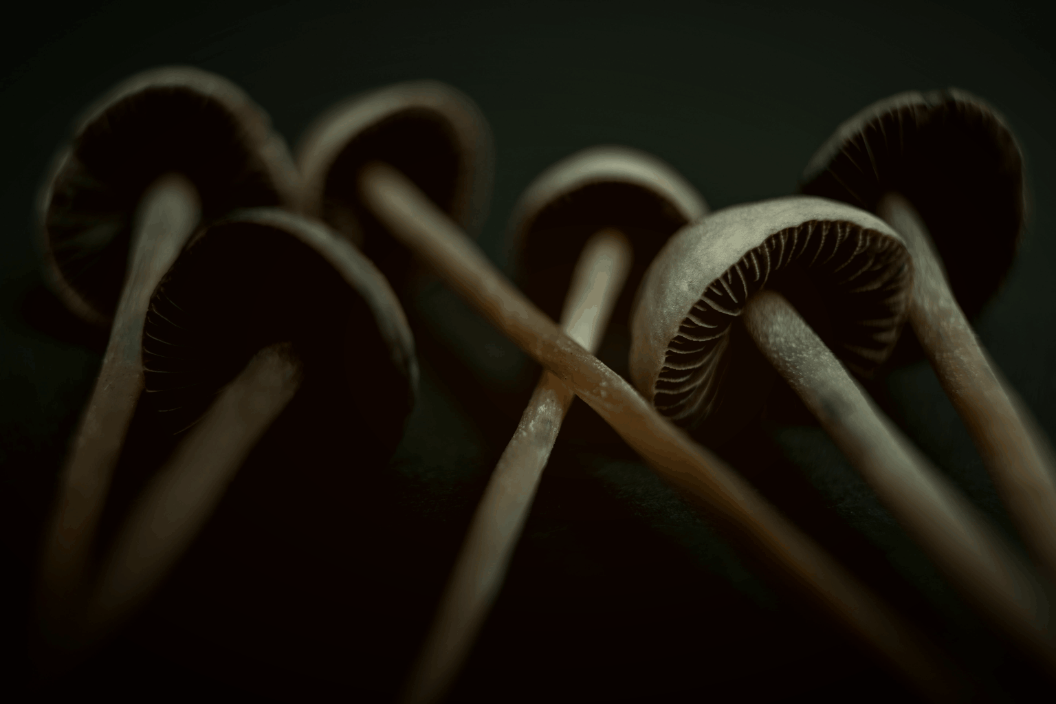 Panaeolus Cyanescens (Pan Cyan) Guide