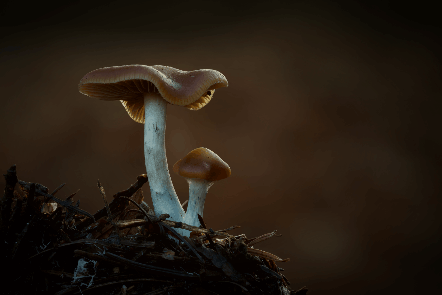 Psilocybe Cyanescens (Wavy Caps) Guide