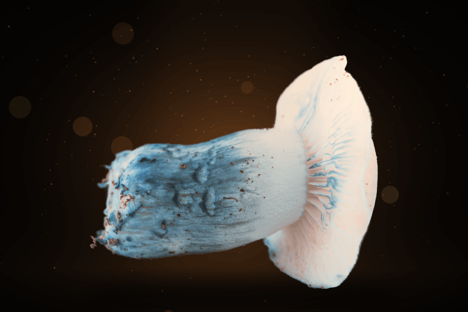 Albino Penis Envy (APE) Strain Guide