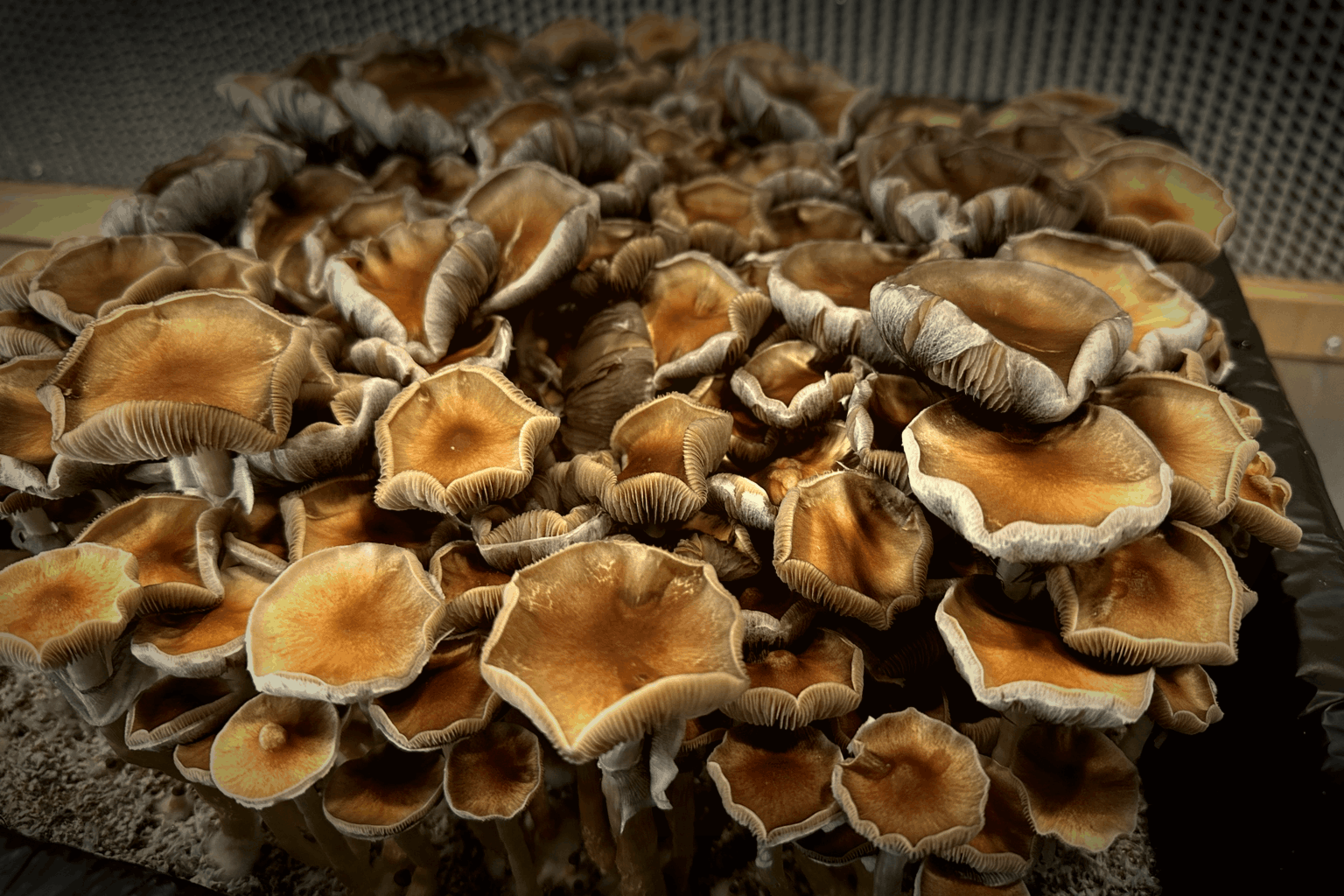 Golden Teacher Strain Guide