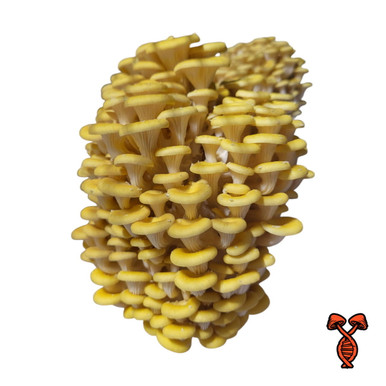 Golden Oyster