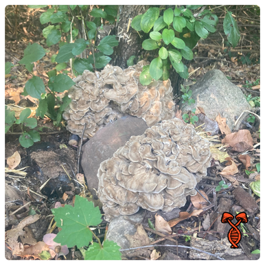 Maitake (Hen of the Woods)