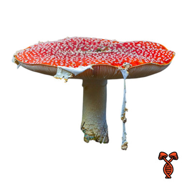 Amanita Muscaria Liquid Culture