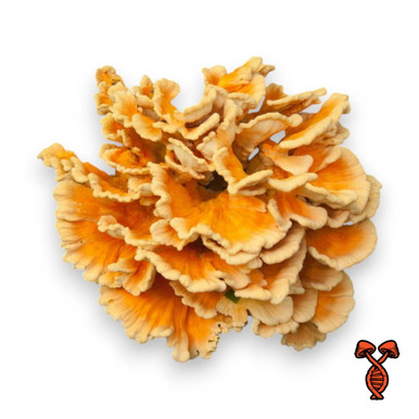 Chicken of the Woods