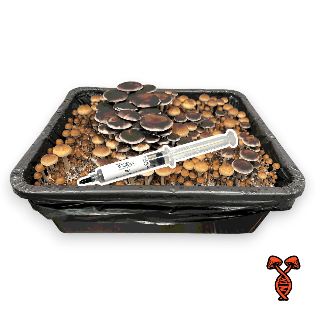 10CC PE6 Mushroom Spore Syringe | Spore Genetics
