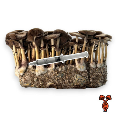 Purple Mystic Isolated Spore Syringe | Spore Genetics