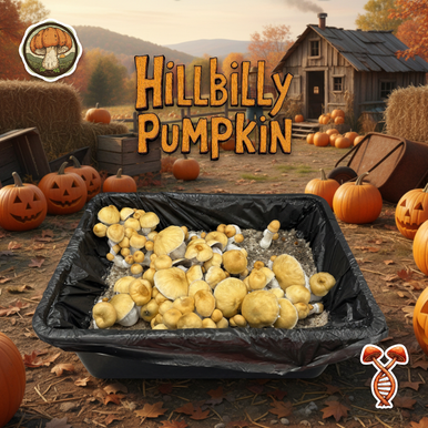 Hillbilly Pumpkin Isolated Spore Syringe