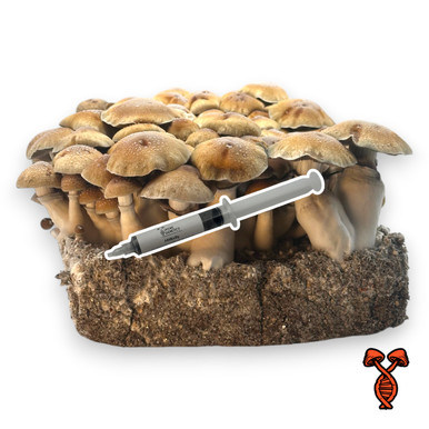 Hillbilly_Spore_Syringe-