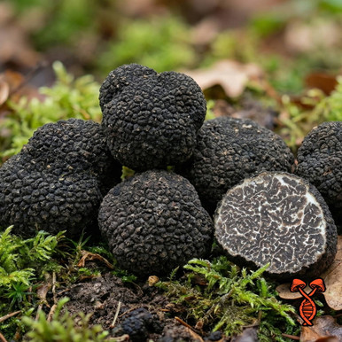 Black Truffle