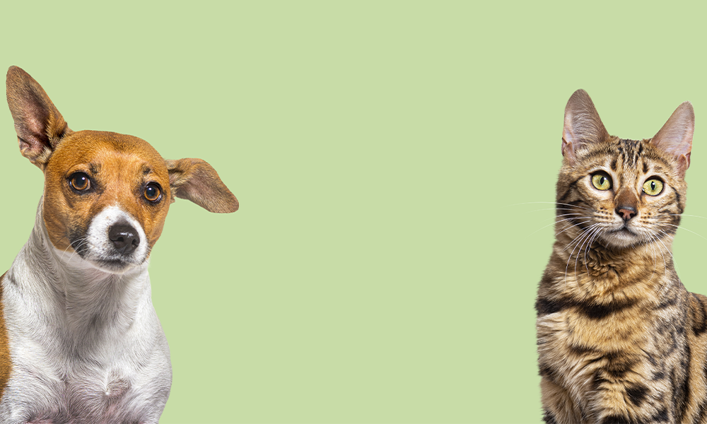 imagen Veterinaria