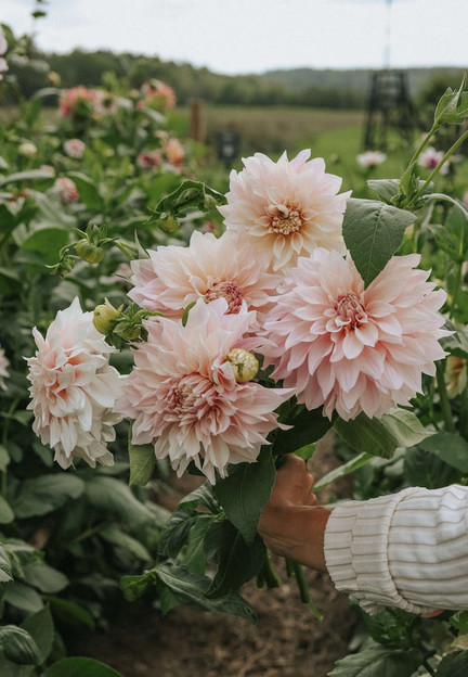 DAHLIA - CAFÉ AU LAIT