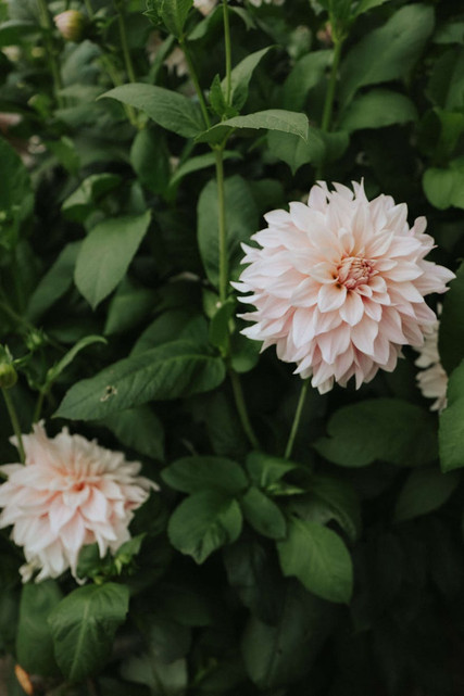 DAHLIA - CAFÉ AU LAIT